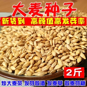 2斤新农家带壳生大麦粒种子做麦芽糖大麦苗榨汁炒大麦茶酿酒麦子