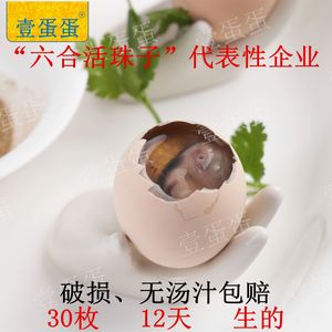【壹蛋蛋】南京六合活珠子草鸡蛋鸡胚蛋凤凰蛋新鲜生的12/13天