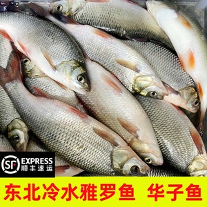 【顺丰包邮】东北冷水华子鱼鲜活速冻瓦氏雅罗鱼现冻现发