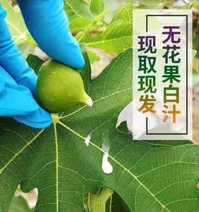 新鲜无花果鲜果白汁原浆乳液新鲜液体树茎叶枝汁猴子痔疮现挤包邮