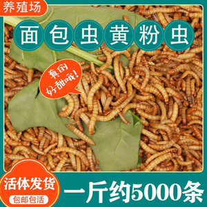 面包虫活体黄粉虫活虫金龙鱼蝎子乌龟石蛙鸟饲料包邮