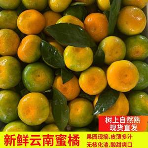 青皮橘子新鲜云南蜜橘10斤/5斤整箱水果水果桔子当季特早熟小金桔