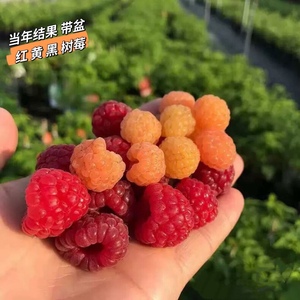 红树莓苗水果苗覆盆子波尔卡丁康黄蜜黑莓浆果盆栽植物南北方带盆