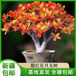 新疆包邮韩国姬红花月黄金花月发财树一颗整桩玉树老桩多肉植物