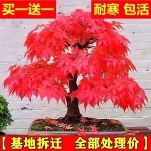 【买一发二】红枫树苗盆景红舞姬盆栽中国红四季红枫树苗花卉绿植