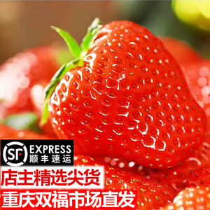 四川成都奶油巧克力大草莓3斤新鲜当季红颜水果重庆双福同城顺丰