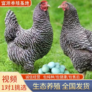 芦花鸡活苗1斤重芦花鸡正宗纯种汶上芦花鸡活体半斤芦花小鸡养殖