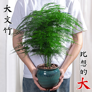 大文竹盆栽室内植物好养老桩大苗办公室绿植十年四季常青绿植花卉