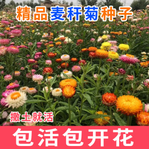 麦秆菊种子混色腊菊干花菊花籽景观绿化盆栽花卉阳台园艺切花观花