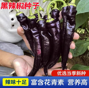黑辣椒种子 中早熟外皮接近黑紫色光亮美观高产辣味浓辣椒籽