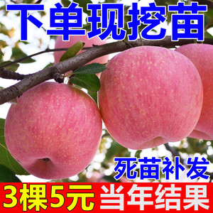嫁接红富士苹果树苗盆栽地栽矮化庭院苹果苗南北方种果树当年结果