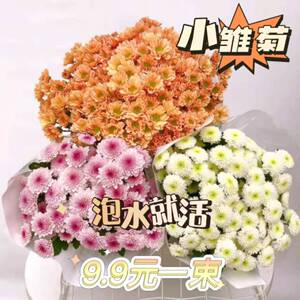 小雏菊鲜花花束家用水养花室内鲜花水培云南直发多头菊花速递同城