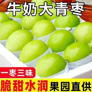 应季当季牛奶新鲜大青枣苹果枣当季奶蜜枣水果甜冬枣子1斤3斤5斤9