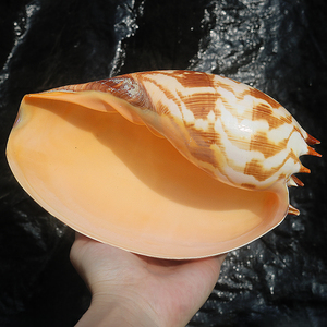 天然听大海声音大海螺贝壳印尼椰子涡螺创意家居摆件多肉绿植盆栽
