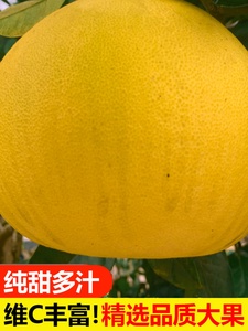 重庆特产正宗梁平柚子70年老树龙滩柚现摘现发新鲜水果