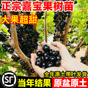 嘉宝果树苗四季艾斯卡沙巴树葡萄水果树苗盆栽阳台庭院南北方种籽