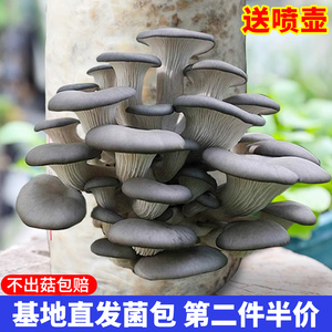 自种家种蘑菇菌包种植包黑平菇种菌种可食用秀珍菇新鲜菌棒盆栽