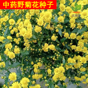 特级黄菊花种子多年生花卉材药用菊花种孑食用泡茶野菊花种籽
