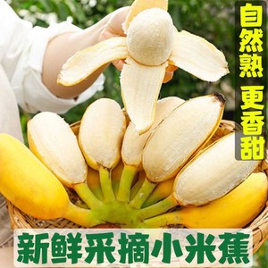 广西正宗小米蕉新鲜甜糯香甜当季水果小香蕉皇帝蕉芭蕉批发包邮