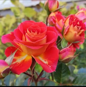 【二乔】18厘米月季玫瑰阳台庭院种植多季开花