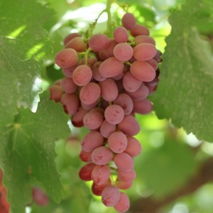 新疆葡萄无籽提子新鲜整箱玻璃嘎嘣脆红提吐鲁番葡萄特产当季水果