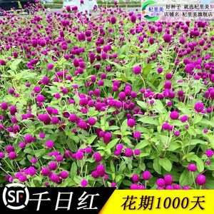 千日红花种子百日红火球庭院景观绿化花卉盆栽易活花籽千日紫种子