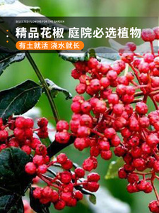 大红袍花椒种子 青花椒种子 九叶花椒树种子带刺篱笆植物