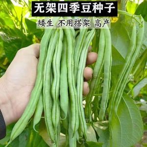 无架四季豆种子地豆芸豆种籽架豆豇豆种子盆栽春秋蔬菜种子大全