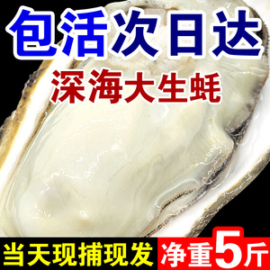 包活正宗鲜活乳山生蚝新鲜牡蛎特大超大肉海蛎子5斤海鲜水产包邮