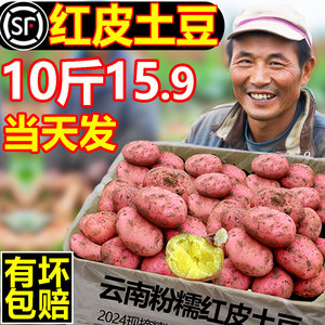 云南红皮黄心小土豆新鲜10斤包邮洋芋种子马铃薯高山2024农家自孑