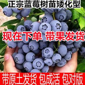 【带果发货】蓝莓苗蓝梅树明星蓝莓苗大果可食用盆栽果树苗大全