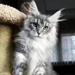 缅因猫幼猫纯种宠物猫俄罗斯巨型猫咪活体烟灰黑棕虎斑缅因长毛猫