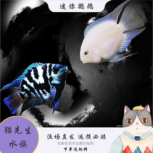 迷你鹦鹉鱼宝蓝白金鹦鹉鱼种鱼产卵金波子荷兰球短鲷鱼热带鱼活体