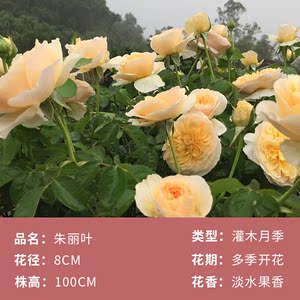 月季花苗特大花盆栽四季庭院室外阳台大花浓香欧月灌木玫瑰朱丽叶