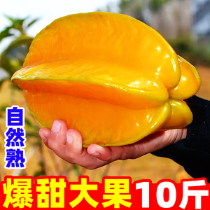 福建漳州甜杨桃新鲜水果5斤应当季杨扬洋阳桃特大果树上熟整箱10