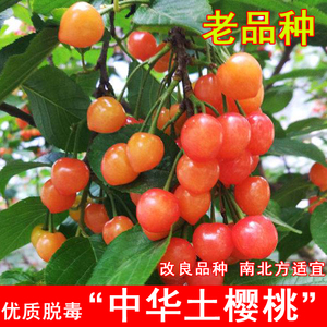 中国土樱桃树苗老品种红色中华小樱桃苗盆地栽南北方种植当年结果
