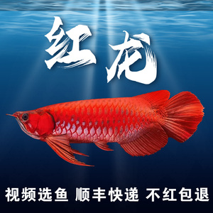 印尼红龙鱼活鱼过背金龙高端精品赛级辣椒赤血龙鱼幼苗大型观赏鱼