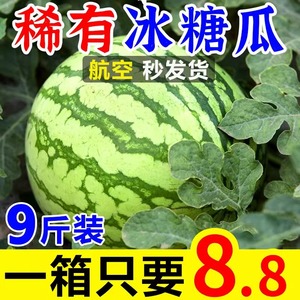 现摘宁夏8424麒麟美都西瓜非无籽清甜冰糖心沙瓢薄皮新鲜孕妇水果