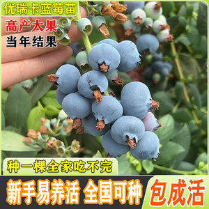 优瑞卡蓝莓树果苗早熟蓝莓苗南北方种植室内果树盆栽地栽当年结果