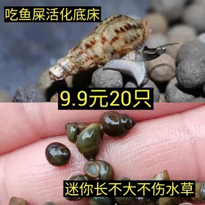 马来螺清洁鱼缸除藻吃粪便冷水淡水新品观赏螺草缸食藻净水繁殖