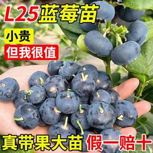 蓝莓树果苗特大号盆栽带大果带花苞l25蓝莓苗地栽南北方种植果树