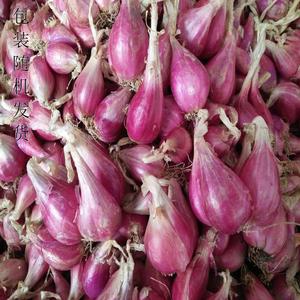 四川农家红葱头种子盆栽蔬菜小香葱阳台干小葱头火葱种0.5-3斤包