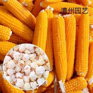 爆爆花玉米的种子 爆米花专用爆裂小玉米种籽孑 高产早熟甜脆可口