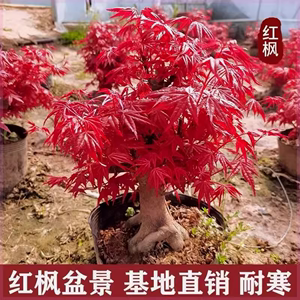 买一送一红枫树苗盆景红舞姬盆栽室内外种植中国枫红舞姬耐寒花卉