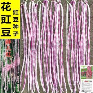 花豇豆种子 豆角种籽 胖儿豇架豆长豆角春夏秋季农家田园蔬菜种子