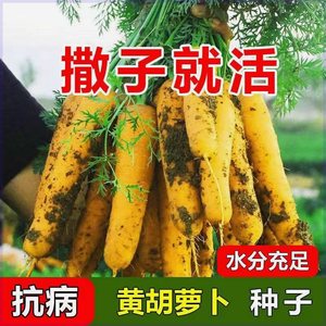 新疆黄萝卜新鲜水果型齐头黄胡萝卜籽西洋黄参春秋冬播种蔬菜种子