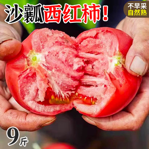 山东正宗普罗旺斯西红柿5斤新鲜生吃水果露天沙瓤番茄自然熟整箱9