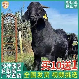 努比亚黑山羊小羊活苗怀孕母羊黑山羊种公羊羊崽养殖技术