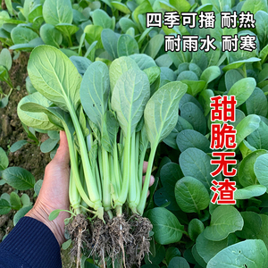 四季青菜种籽大全甜脆小白菜种孑阳台盆栽快菜小油菜籽种蔬菜种子