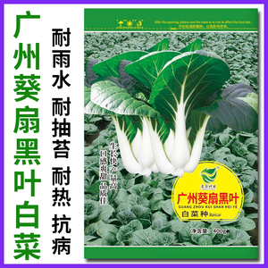 广州葵扇黑叶白菜种籽甜脆小白菜种子四季青菜籽种大田蔬菜种孑